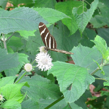Great Design Plant: Native Passionvine or Maypop