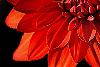 Red Dahlia I Print by Joan Han