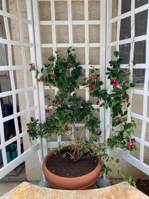 Vines That Flower Six Months Per Year in Zone 9b