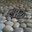 AG Tile Inc.