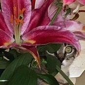Anrae Wimberley's photo