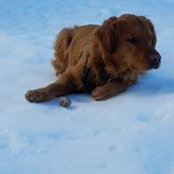 Foto de Sharon Johnson
