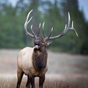 David Adams's photo