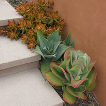 Sedum & Sempervivum