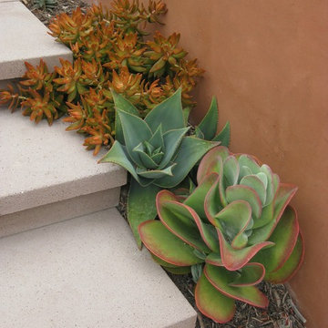 Front yard