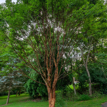 Front Accent Tree