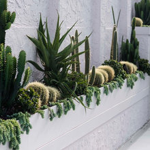 Plants