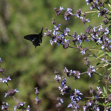 California Native Plant Garden