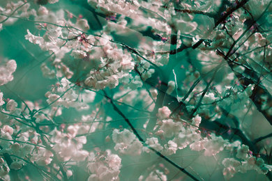 Blossom 06