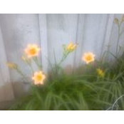 Linda Petteys's photo