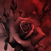 Sheva Rose's photo