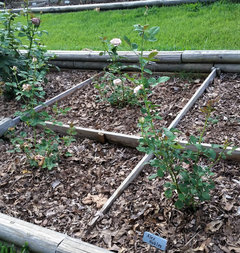 Wisconsin Roses, Steve Singer, is sending me my first maidens!