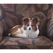 Lisa Tisone's photo
