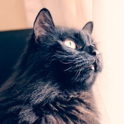 Dmitry Golovenkin's photo