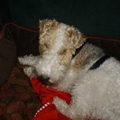 Cheryl Frech's photo