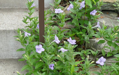 Ruellia Humilis Thrives in Rock Gardens and Along Boulevards