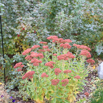 Lakewood Xeriscape