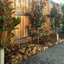 Strip Between Fence And Driveway