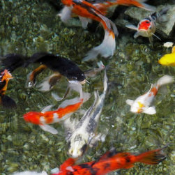 AQUARIUMS AND FISH - Products