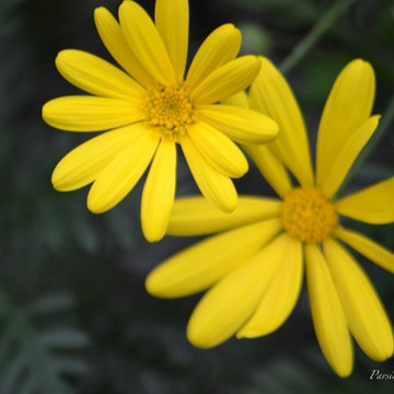 Sunny Cape Daisies