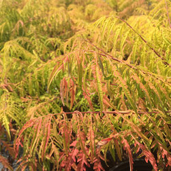 Current Featured Plants - Products