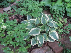 hosta plantings companion