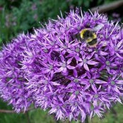 Tracey Wigston's photo