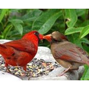 Diane Tussing's photo