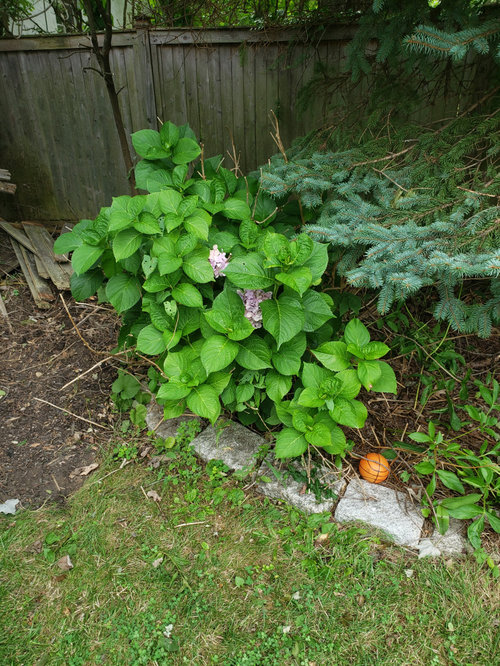 can this hydrangea be saved?