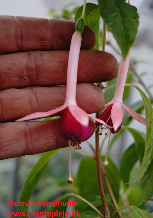 Fuchsia liste 2020 (her ses fotos af en mindre del af de fuchsia vi producere)