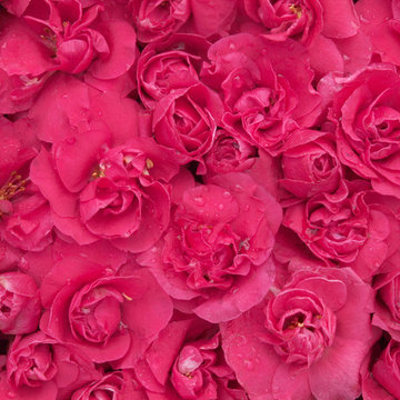 Double Take™ 'Pink Storm' Quince