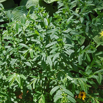 Hypericum prolificum