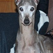 Iggy Geerling's photo