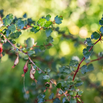 Flowering Gooseberry