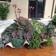 Contianer planting ideas