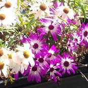 Áine Ní Aileacháin's photo