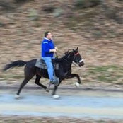 Napier Stables's photo