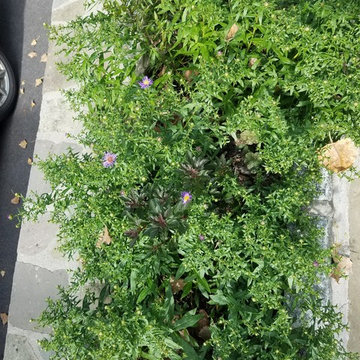 Wildlife Pocket Garden in Hudson Valley rivertown