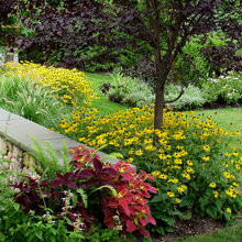 potted plant ideas