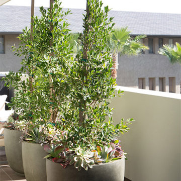 Contemporary Pasadena Condo Patio