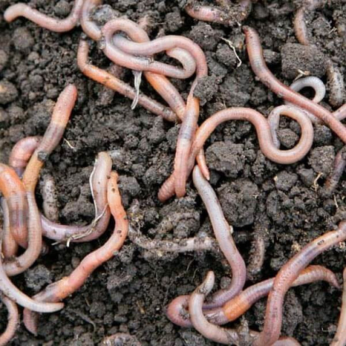 Do you have healthy Soil to support your plants in the Garden