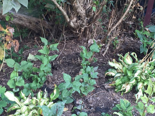How to Get Rid of Lilac Shoots?