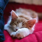 Lydia Smith-Lenardson's photo