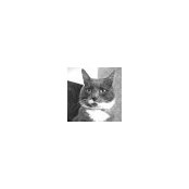 Allyson McNair's photo