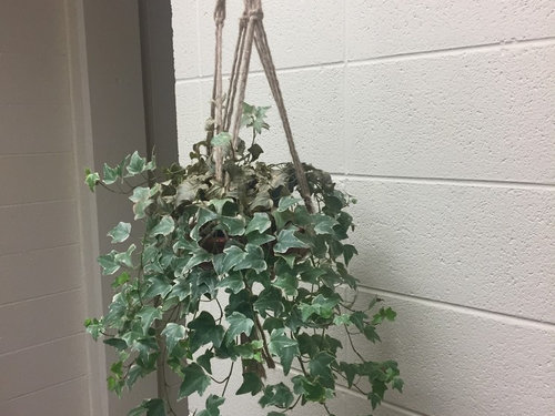 My English Ivy is dying and I don't know why