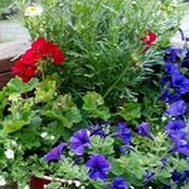 Foto von Diane Bailey