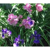 Ellen Burk's photo