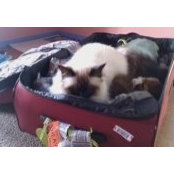 Mpg Birmans foto