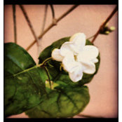 Maria Chaves's photo
