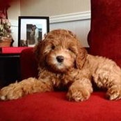 Sandra McCommon's photo